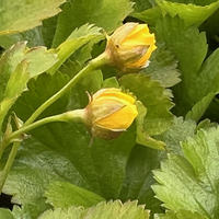 Waldsteinia ternata